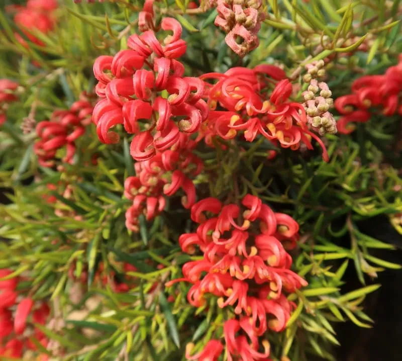 Grevillea – Legacy Flame