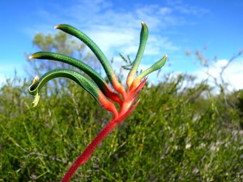 Red and Green Kangaroo Paw