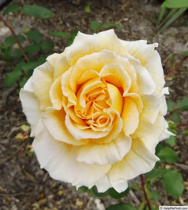 Rose - SASR Golden Jubilee