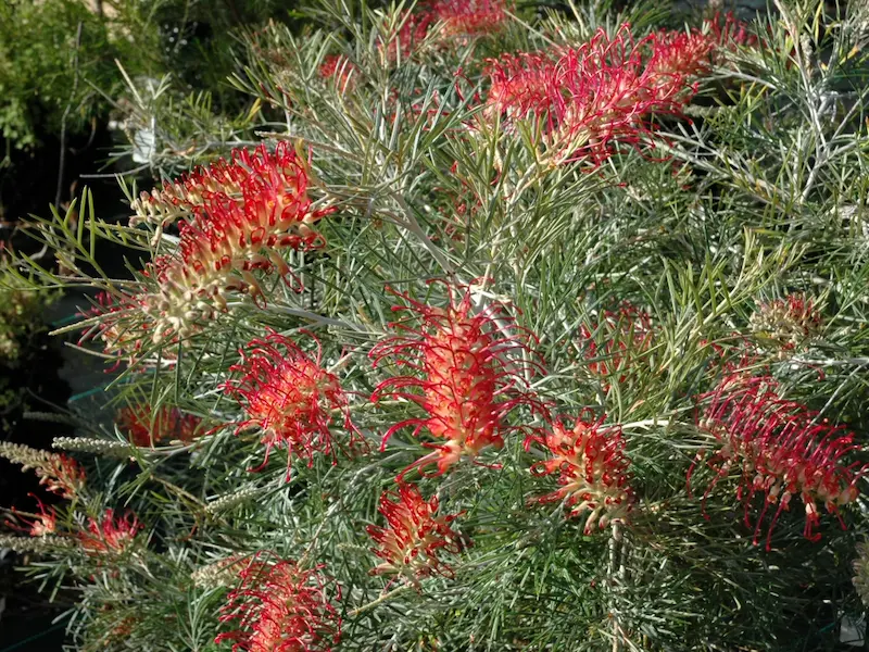 Grevillea – RSL Spirit of ANZAC